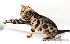 Bengalkater rosetted